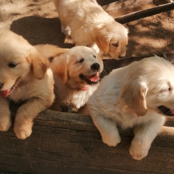 Golden retriever kiskutyák