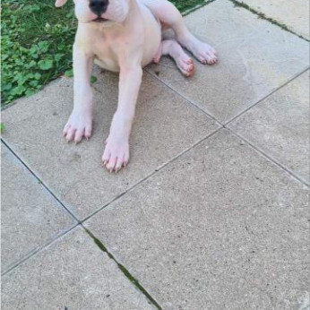 Dogo Argentino – Gyönyörű kölykök