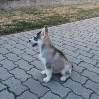 Husky kölykök