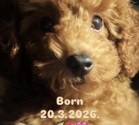 Vörös JÁTÉK USZKÁROK, champion származású alom