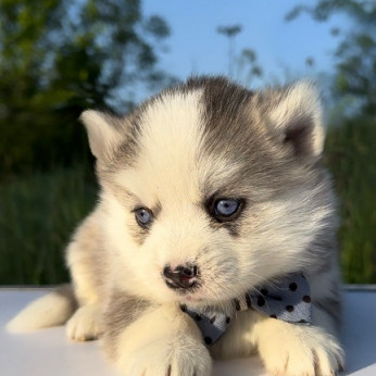 Pomsky, kifejezetten törpe és mini