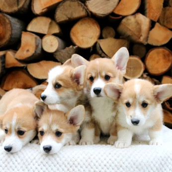 Walesi corgi kölykök