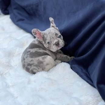 Francia bulldogok eladók. Üzleti WhatsApp: +37256348129