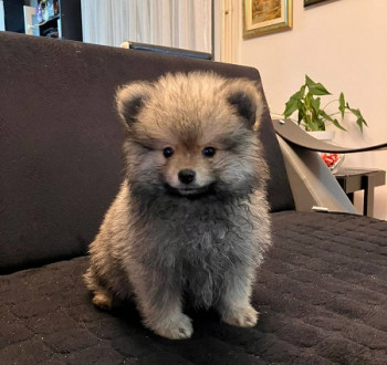 Pomerániai spicc kölykök