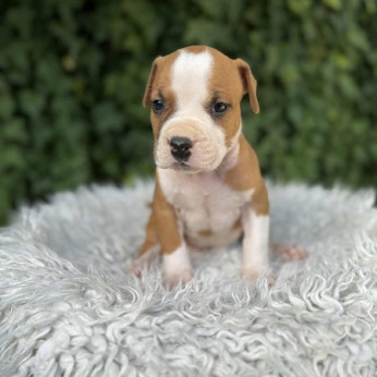 Kiváló származású amerikai staffordshire terrier kölykök