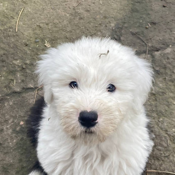 Bobtail kölykök