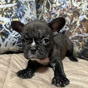 Francia bulldog kölykök