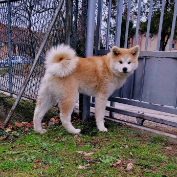 Japán Akita Inu kiskutyák
