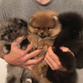 Pomerániai kölykök x 1 gyönyörű