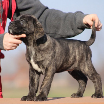 Cane Corso kölykök