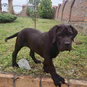 Afrikai Boerboel