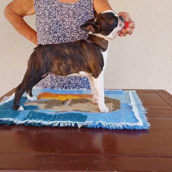 Boston terrier kölykök