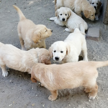 Golden retriever kiskutyák