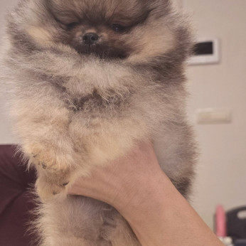 Pomerániai spitz kölykök