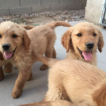 Golden retriever Tökéletes Golden Retriever kölyökkutyák eladók.Minden kölyök állatorvos által