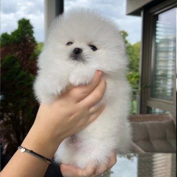 Mini pomerániai kölyökkutyák