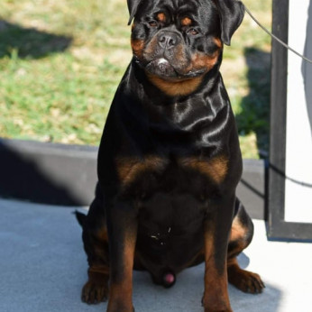 Rottweiler kölykök