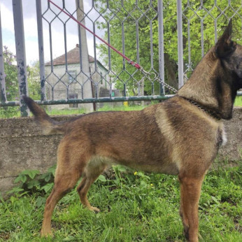 Malinois belga juhászkutya kölykök