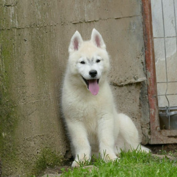 szibériai husky GYÖNYÖRŰ kutyusok