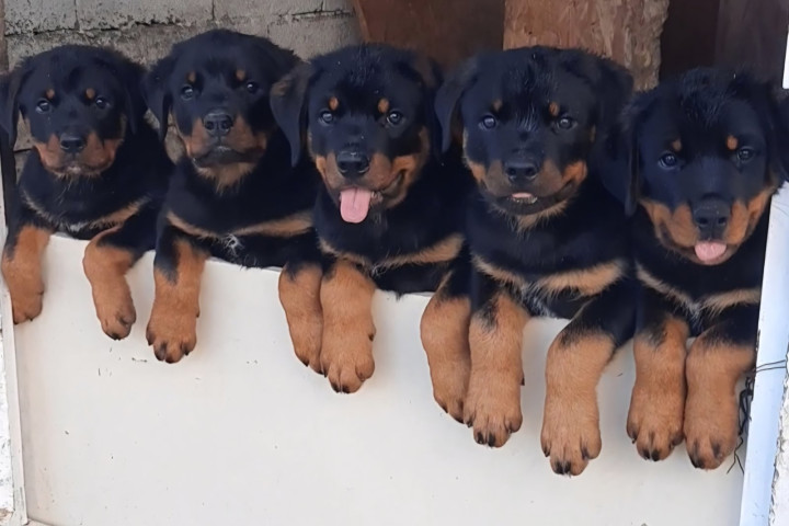 Rottweiler, kan kölykök