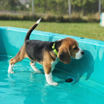 beagle kiskutyák eladók.
