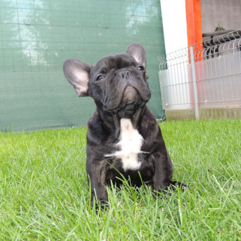 Francia bulldog FCI