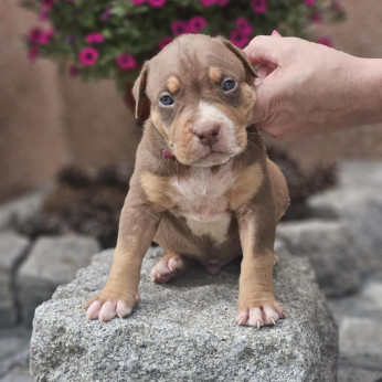 American Bully XL kölykök eladók
