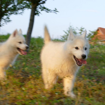 szibériai husky kölykök