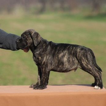 Cane Corso kölykök