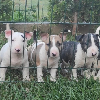 Bullterrier kölykök