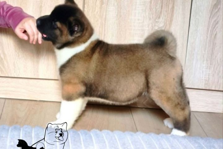 Amerikai akita kölykök