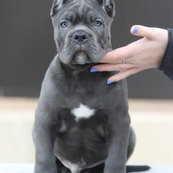 Cane Corso kölykök