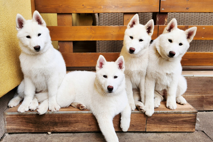 Törzskönyves Szibériai Husky Kiskutyák.
