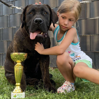 Dél-afrikai masztiff - Boerboel kölykök