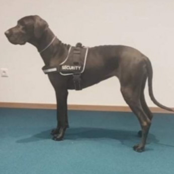 Eladó németdog