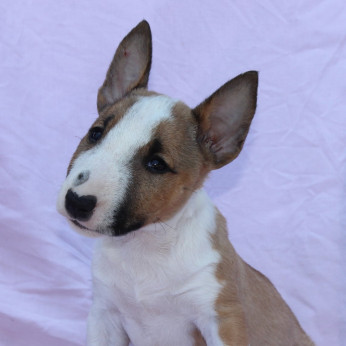 Mini Bull Terrier – Gyönyörű kölykök