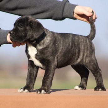 Cane Corso kölykök