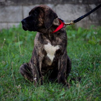 Presa Canario gyönyörű kiskutyák