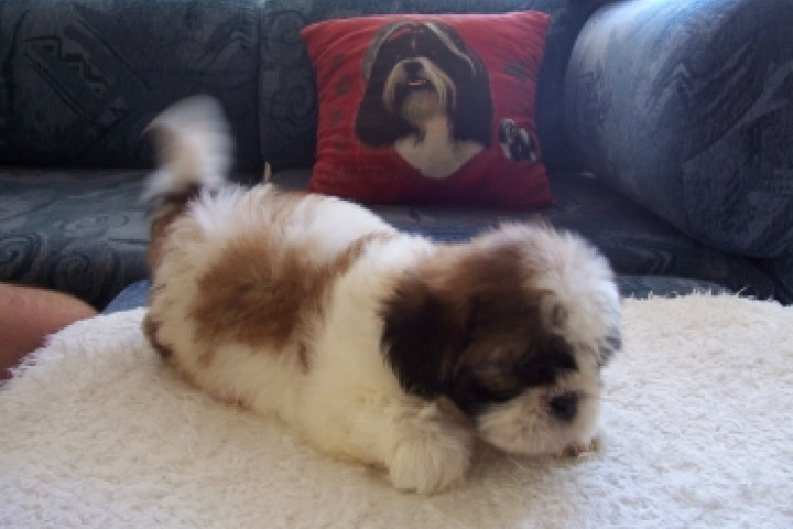 Shih-Tzu kölykök eladók!