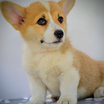Walesi Corgi Pembroke kiskutyák eladók