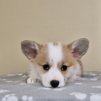 Welsh Corgi Pembroke kölyök