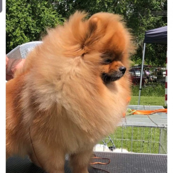 Pomerániai kan, pároztatásra kész