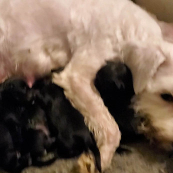 Eladó törpe schnauzer kiskutyák