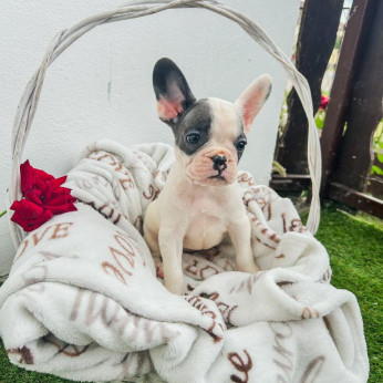 francia bulldog kölykök
