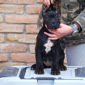 Cane Corso kiskutyák eladók