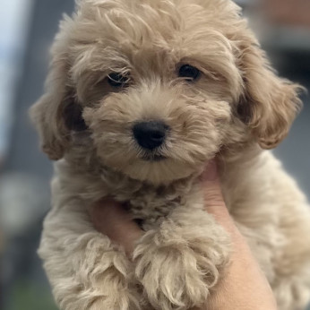 Maltipoo kölykök kiváló genetikával