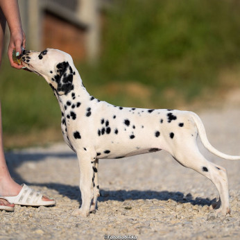 Dalmata kölyökkutyák