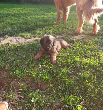 Leonbergi jellegű külykök eladók