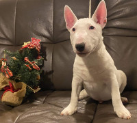 Miniatűr bullterrier