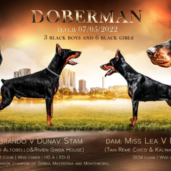 Doberman kiskutyák eladók